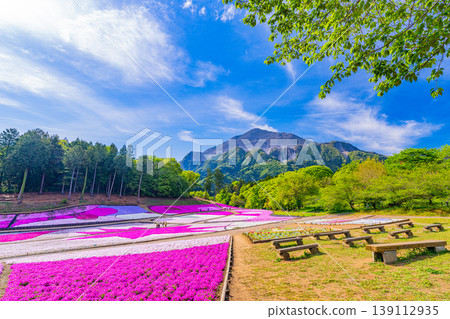 (Saitama Prefecture) Chichibu City: Hitsujiyama Park and Shibazakura Hill (Saitama Prefecture) Chichibu City: Hitsujiyama Park and Shibazakura Hill 139112935