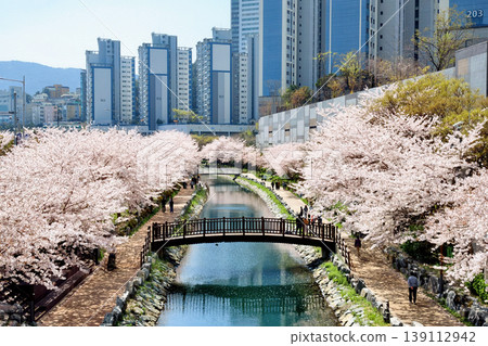Top view of Cherry blossom tunnel at Dongsam Sea Stream, Busan Top view of Cherry blossom tunnel at Dongsam Sea Stream, Busan 139112942
