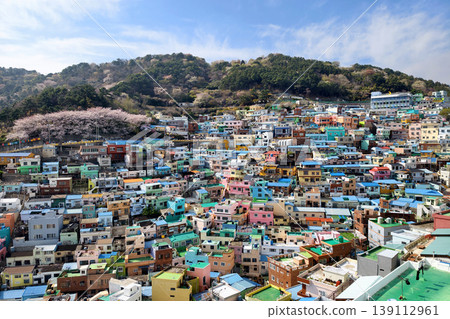 Top view of Gamcheon Culture Village with cherry blossom, Busan 139112961