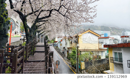 Cherry Blossom or beotkkot tunnel at Gaegeum-dong, Busan Cherry Blossom or beotkkot tunnel at Gaegeum-dong, Busan 139112969