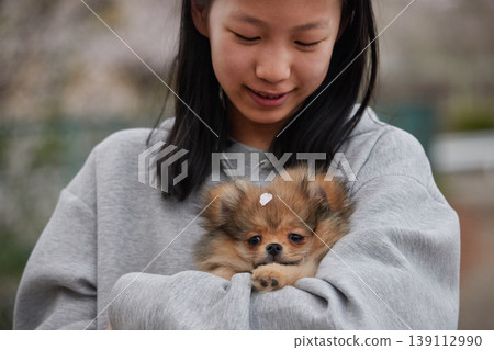 A middle school girl enjoying cherry blossom viewing with a cute Pomeranian puppy in a park in a residential area where the cherry blossoms are in full bloom in spring. A middle school girl enjoying cherry blossom viewing with a cute Pomeranian puppy in a park in a residential area where the cherry blossoms are in full bloom in spring. 139112990