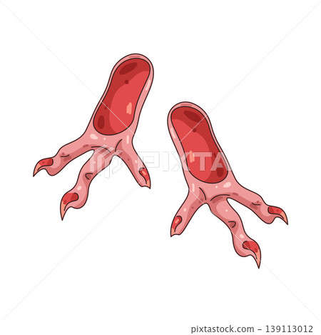 Illustration of Chicken feet shoes Illustration of Chicken feet shoes 139113012