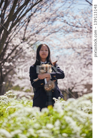 A junior high school girl is seen happily playing with her dog in a park where cherry blossoms are in full bloom in spring. A junior high school girl is seen happily playing with her dog in a park where cherry blossoms are in full bloom in spring. 139113148
