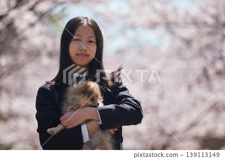 A junior high school girl is seen happily playing with her dog in a park where cherry blossoms are in full bloom in spring. 139113149