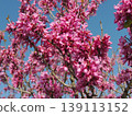 Hanazu Ow 139113152