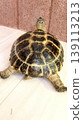 A Russian tortoise with its hind legs spread wide. A Russian tortoise with its hind legs spread wide. 139113213