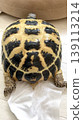 A Russian tortoise that looks like it needs to go to the bathroom. A Russian tortoise that looks like it needs to go to the bathroom. 139113214