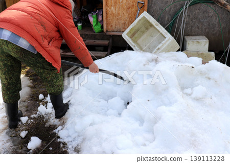 A man plunges a shovel into a snowdrift next to a barn in a spring garden A man plunges a shovel into a snowdrift next to a barn in a spring garden 139113228