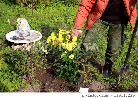 A pensioner with a shovel tamps down the soil in a flowerbed near a newly planted bush of yellow chrysanthemums A pensioner with a shovel tamps down the soil in a flowerbed near a newly planted bush of yellow chrysanthemums 139113229