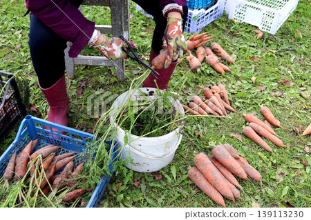 A woman's gloved hands trim carrot tops with scissors, processing vegetables A woman's gloved hands trim carrot tops with scissors, processing vegetables 139113230