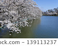 Suzaka City Wolongong公園的櫻花 139113237