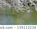 Suzaka City Wolongong公園的櫻花 139113238