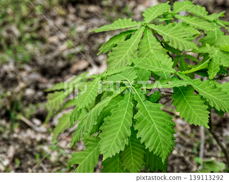 Young trees of Quercus crispula (Fagaceae family) Young trees of Quercus crispula (Fagaceae family) 139113292