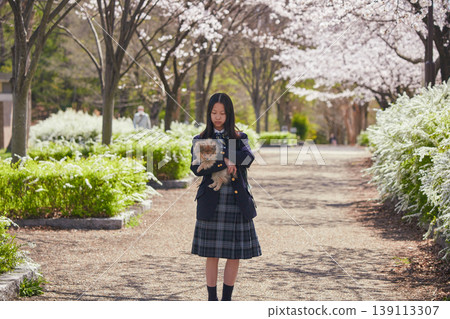 春天，櫻花盛開，一位可愛的國中女生在公園裡和一隻博美幼犬玩耍。 139113307