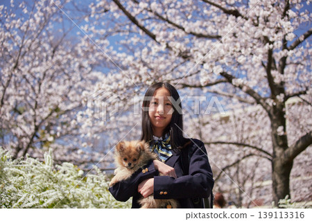 A cute middle school girl playing with a Pomeranian puppy in a park where cherry blossoms are in full bloom in spring. 139113316