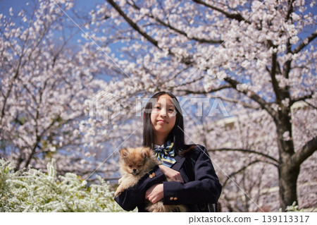 A cute middle school girl playing with a Pomeranian puppy in a park where cherry blossoms are in full bloom in spring. A cute middle school girl playing with a Pomeranian puppy in a park where cherry blossoms are in full bloom in spring. 139113317
