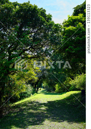 鬱鬱蔥蔥的山上的公園 鬱鬱蔥蔥的山上的公園 139113323