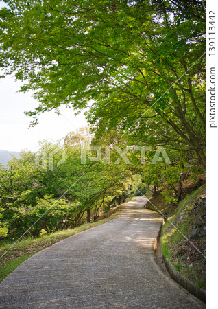 A park promenade surrounded by fresh greenery A park promenade surrounded by fresh greenery 139113442