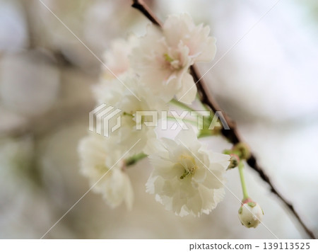 The lovely "Kobukuzakura" cherry blossoms bloomed in sunny April. The lovely "Kobukuzakura" cherry blossoms bloomed in sunny April. 139113525