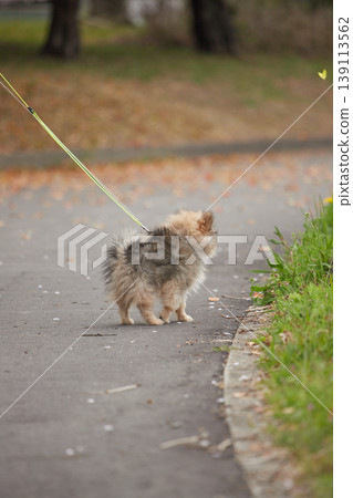 A cute Pomeranian puppy being walked in a park in spring. A cute Pomeranian puppy being walked in a park in spring. 139113562