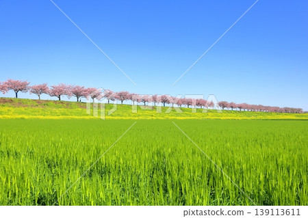 Cherry blossoms and rapeseed flowers spread along the embankment of the Omoigawa River / Mamada, Oyama City, Tochigi Prefecture Cherry blossoms and rapeseed flowers spread along the embankment of the Omoigawa River / Mamada, Oyama City, Tochigi Prefecture 139113611