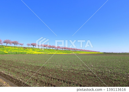 Omoigawa cherry blossoms and rapeseed flowers / Mamada, Oyama City, Tochigi Prefecture Omoigawa cherry blossoms and rapeseed flowers / Mamada, Oyama City, Tochigi Prefecture 139113616