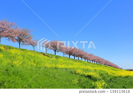 Omoigawa cherry blossoms and rapeseed flowers / Mamada, Oyama City, Tochigi Prefecture Omoigawa cherry blossoms and rapeseed flowers / Mamada, Oyama City, Tochigi Prefecture 139113618