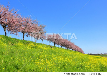 Omoigawa cherry blossoms and rapeseed flowers / Mamada, Oyama City, Tochigi Prefecture Omoigawa cherry blossoms and rapeseed flowers / Mamada, Oyama City, Tochigi Prefecture 139113619