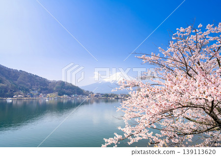 Mount Fuji and Lake Kawaguchiko cherry blossoms in full bloom Mount Fuji and Lake Kawaguchiko cherry blossoms in full bloom 139113620