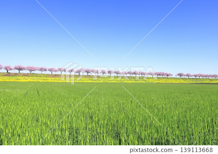Cherry blossoms and rapeseed flowers spread along the embankment of the Omoigawa River / Mamada, Oyama City, Tochigi Prefecture Cherry blossoms and rapeseed flowers spread along the embankment of the Omoigawa River / Mamada, Oyama City, Tochigi Prefecture 139113668