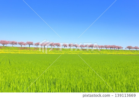 Cherry blossoms and rapeseed flowers spread along the embankment of the Omoigawa River / Mamada, Oyama City, Tochigi Prefecture Cherry blossoms and rapeseed flowers spread along the embankment of the Omoigawa River / Mamada, Oyama City, Tochigi Prefecture 139113669