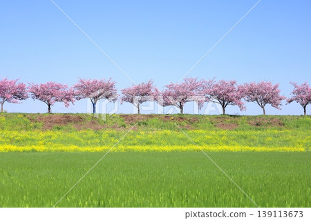 Cherry blossoms and rapeseed flowers spread along the embankment of the Omoigawa River / Mamada, Oyama City, Tochigi Prefecture Cherry blossoms and rapeseed flowers spread along the embankment of the Omoigawa River / Mamada, Oyama City, Tochigi Prefecture 139113673