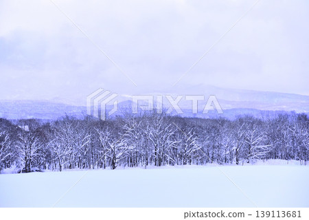 Trees standing in a snowfield Trees standing in a snowfield 139113681