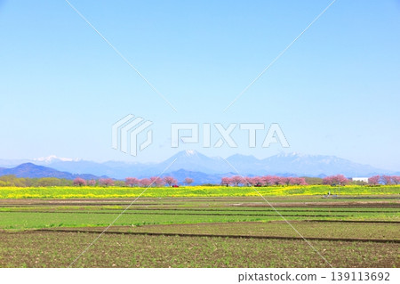Cherry blossoms and rapeseed flowers spread along the embankment of the Omoigawa River / Mamada, Oyama City, Tochigi Prefecture 139113692