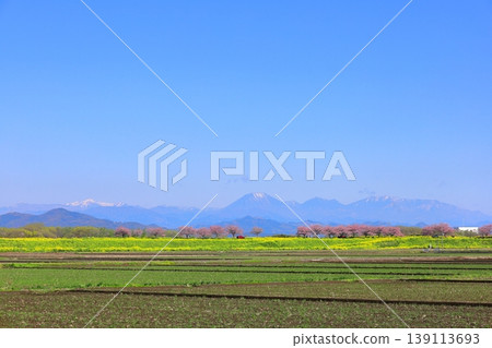 Cherry blossoms and rapeseed flowers spread along the embankment of the Omoigawa River / Mamada, Oyama City, Tochigi Prefecture 139113693