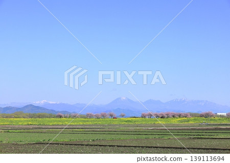 Cherry blossoms and rapeseed flowers spread along the embankment of the Omoigawa River / Mamada, Oyama City, Tochigi Prefecture 139113694