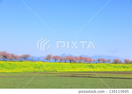 Cherry blossoms and rapeseed flowers spread along the embankment of the Omoigawa River / Mamada, Oyama City, Tochigi Prefecture 139113695