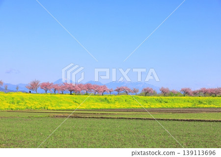 Cherry blossoms and rapeseed flowers spread along the embankment of the Omoigawa River / Mamada, Oyama City, Tochigi Prefecture 139113696