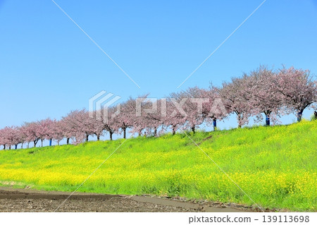 Cherry blossoms and rapeseed flowers spread along the embankment of the Omoigawa River / Mamada, Oyama City, Tochigi Prefecture Cherry blossoms and rapeseed flowers spread along the embankment of the Omoigawa River / Mamada, Oyama City, Tochigi Prefecture 139113698