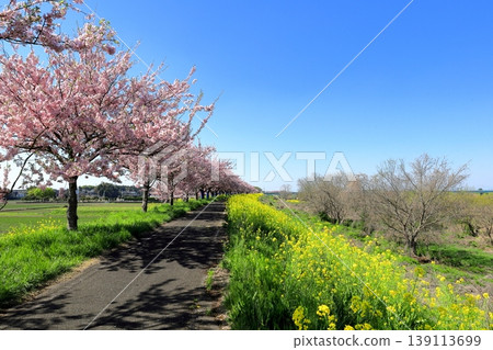 Cherry blossoms and rapeseed flowers spread along the embankment of the Omoigawa River / Mamada, Oyama City, Tochigi Prefecture Cherry blossoms and rapeseed flowers spread along the embankment of the Omoigawa River / Mamada, Oyama City, Tochigi Prefecture 139113699