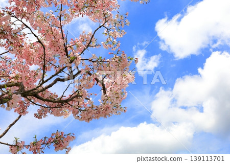 Omoigawa Cherry Blossoms / Mamada, Oyama City, Tochigi Prefecture Omoigawa Cherry Blossoms / Mamada, Oyama City, Tochigi Prefecture 139113701