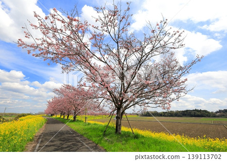 Cherry blossoms and rapeseed flowers spread along the embankment of the Omoigawa River / Mamada, Oyama City, Tochigi Prefecture Cherry blossoms and rapeseed flowers spread along the embankment of the Omoigawa River / Mamada, Oyama City, Tochigi Prefecture 139113702