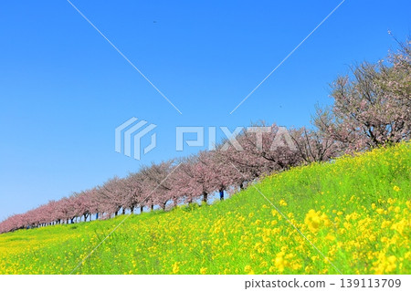 Cherry blossoms and rapeseed flowers spread along the embankment of the Omoigawa River / Mamada, Oyama City, Tochigi Prefecture Cherry blossoms and rapeseed flowers spread along the embankment of the Omoigawa River / Mamada, Oyama City, Tochigi Prefecture 139113709