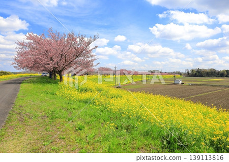 Cherry blossoms and rapeseed flowers along the Omoigawa River / Mamada, Oyama City, Tochigi Prefecture Cherry blossoms and rapeseed flowers along the Omoigawa River / Mamada, Oyama City, Tochigi Prefecture 139113816