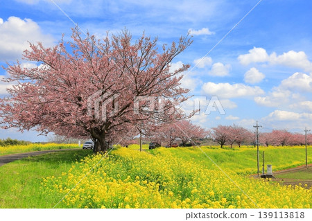 Cherry blossoms and rapeseed flowers spread along the embankment of the Omoigawa River / Mamada, Oyama City, Tochigi Prefecture Cherry blossoms and rapeseed flowers spread along the embankment of the Omoigawa River / Mamada, Oyama City, Tochigi Prefecture 139113818