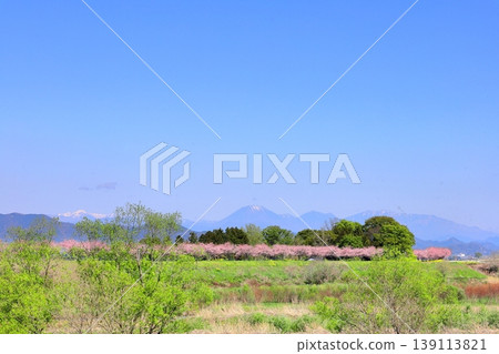 Cherry blossoms and rapeseed flowers spread along the embankment of the Omoigawa River / Mamada, Oyama City, Tochigi Prefecture 139113821