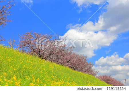 Omoigawa cherry blossoms and rapeseed flowers / Mamada, Oyama City, Tochigi Prefecture Omoigawa cherry blossoms and rapeseed flowers / Mamada, Oyama City, Tochigi Prefecture 139113834