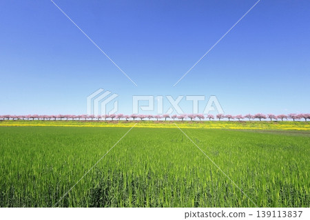 Cherry blossoms and rapeseed flowers spread along the embankment of the Omoigawa River / Mamada, Oyama City, Tochigi Prefecture Cherry blossoms and rapeseed flowers spread along the embankment of the Omoigawa River / Mamada, Oyama City, Tochigi Prefecture 139113837