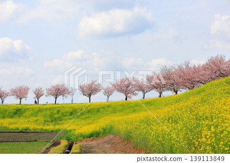 Cherry blossoms and rapeseed flowers spread along the embankment of the Omoigawa River / Mamada, Oyama City, Tochigi Prefecture Cherry blossoms and rapeseed flowers spread along the embankment of the Omoigawa River / Mamada, Oyama City, Tochigi Prefecture 139113849