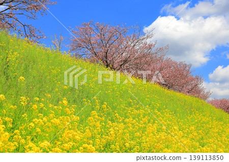 思魚川櫻花與油菜花 / 栃木縣大山市真田 思魚川櫻花與油菜花 / 栃木縣大山市真田 139113850